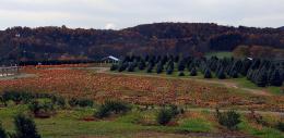 The Pumpkin Patch